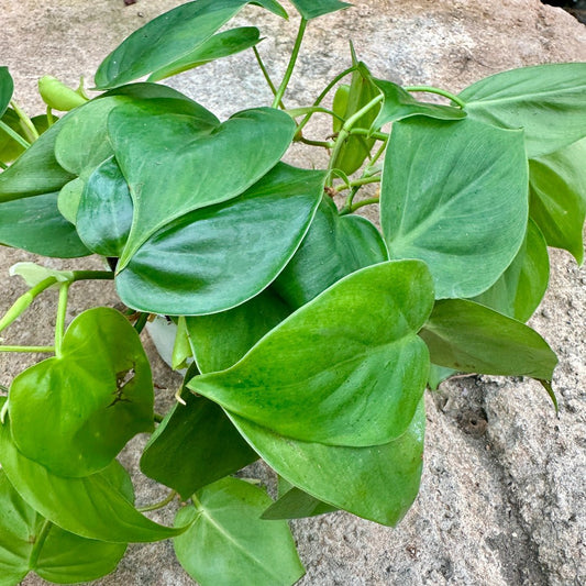 Philodendron cordatum - Rainforest Flora