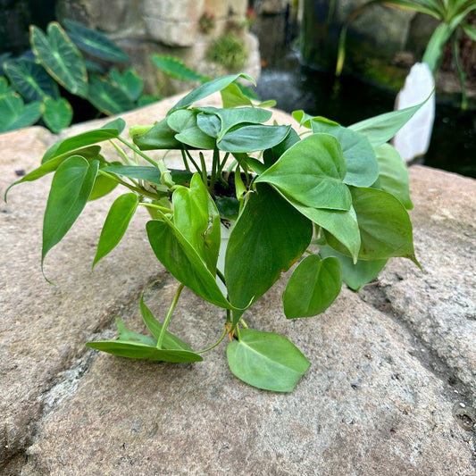 Philodendron cordatum - Rainforest Flora