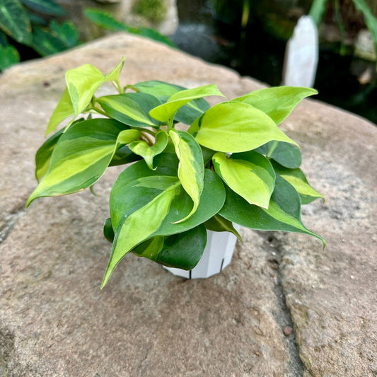 Philodendron cordatum ‘Brasil’ - Rainforest Flora