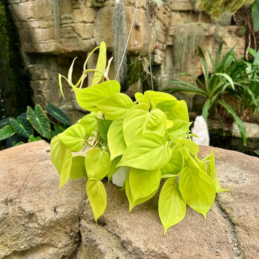 Philodendron cordatum ‘Neon’ - Rainforest Flora