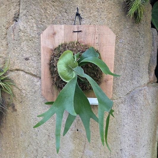 Platycerium Alcicorne (Staghorn Fern) - Rainforest Flora