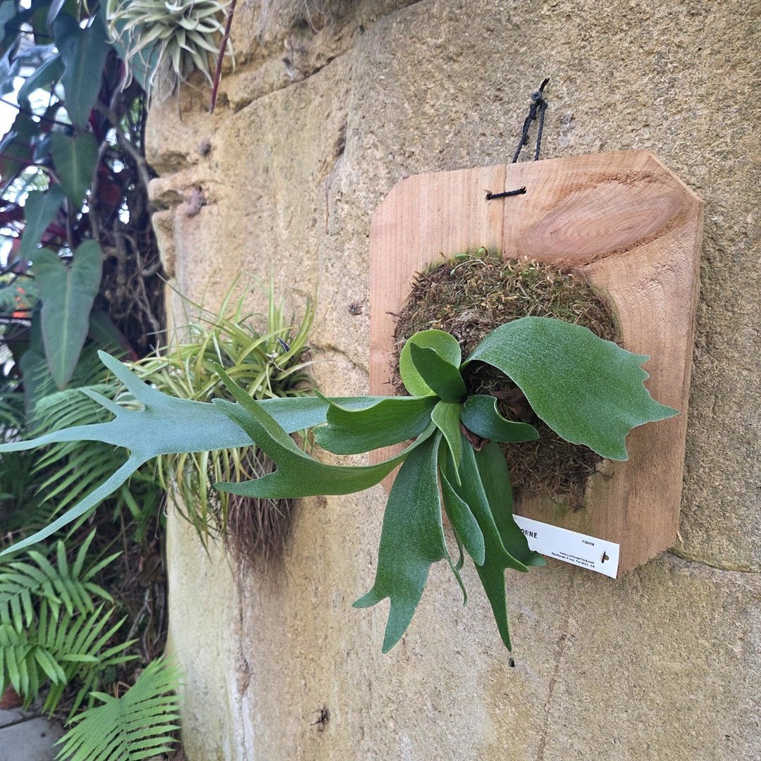 Platycerium Alcicorne (Staghorn Fern) - Rainforest Flora