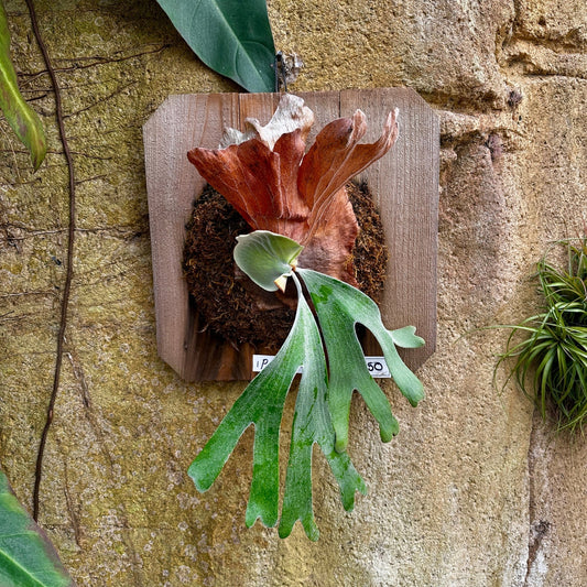 Platycerium andinum (Staghorn fern) - Rainforest Flora