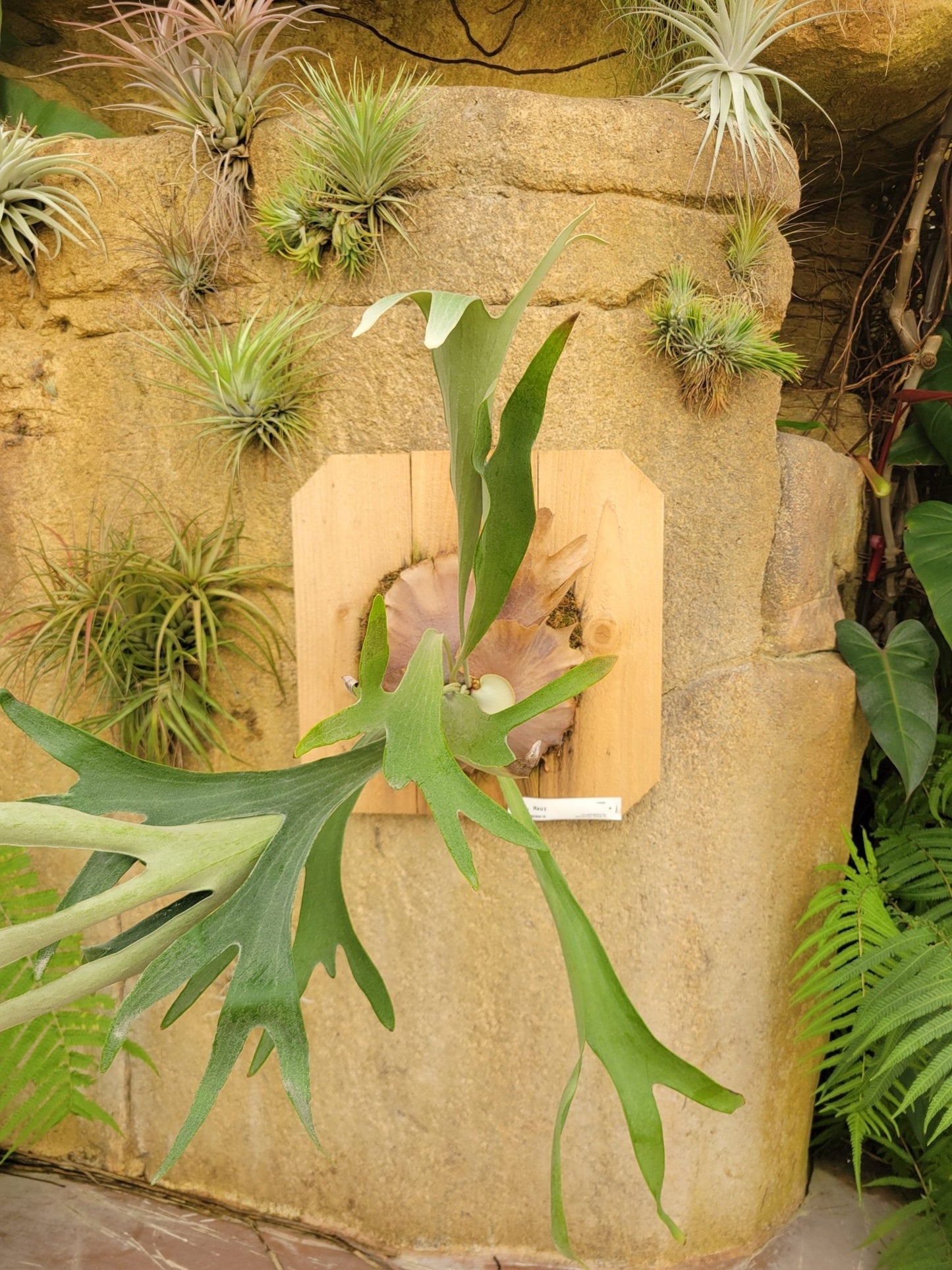 Platycerium bifurcatum 'Maui' (Staghorn fern) - Rainforest Flora