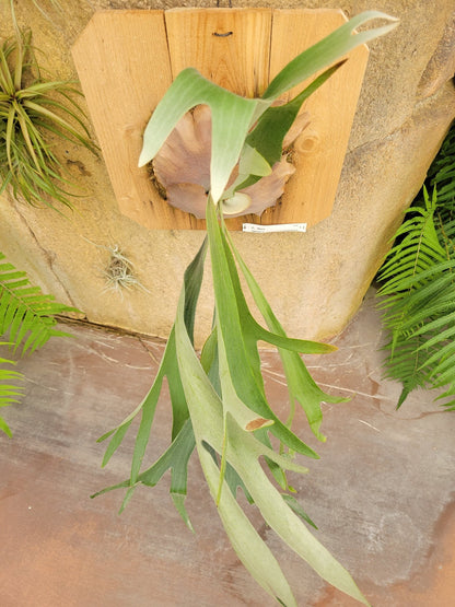 Platycerium bifurcatum 'Maui' (Staghorn fern) - Rainforest Flora