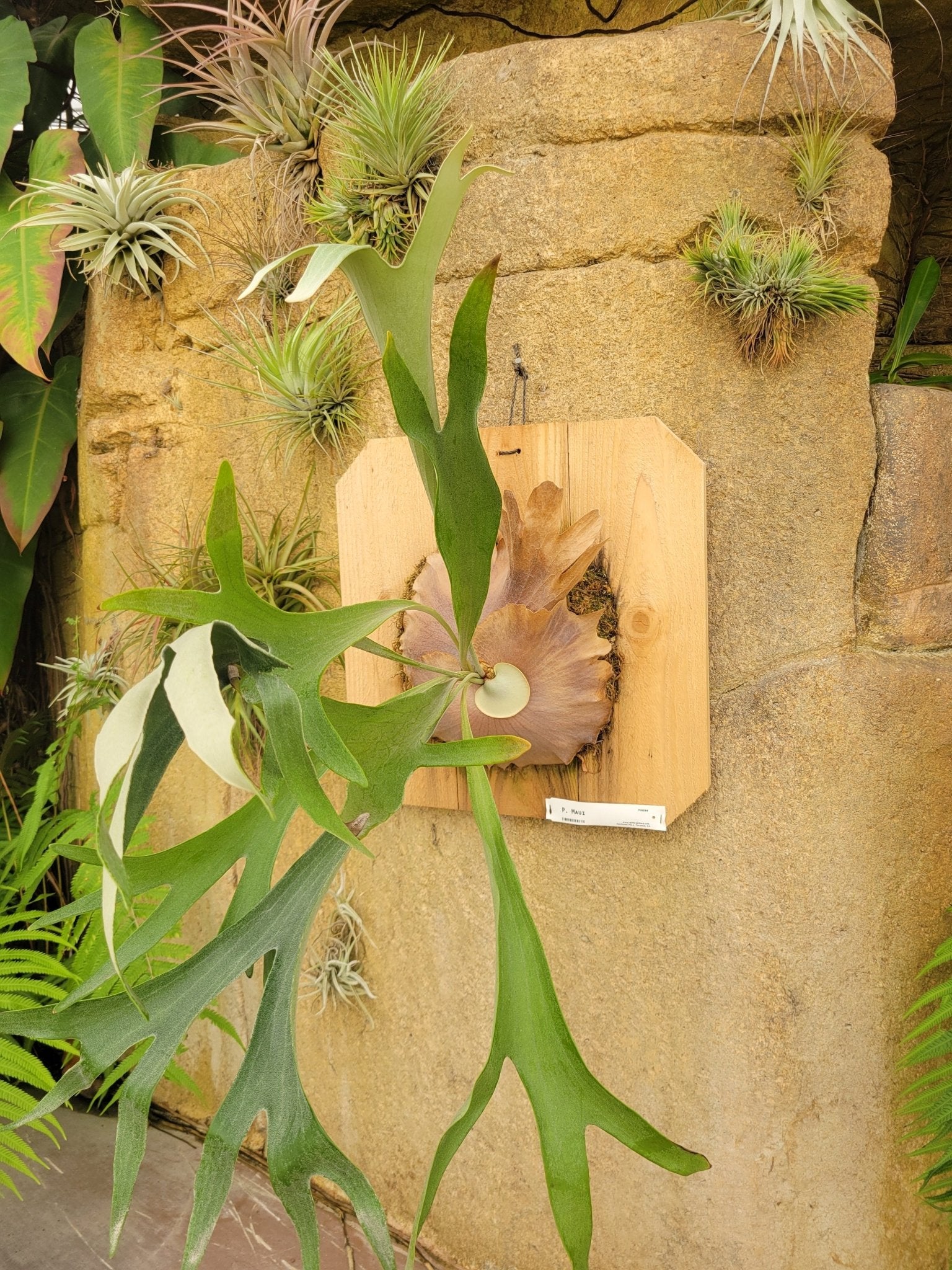 Platycerium bifurcatum 'Maui' (Staghorn fern) - Rainforest Flora