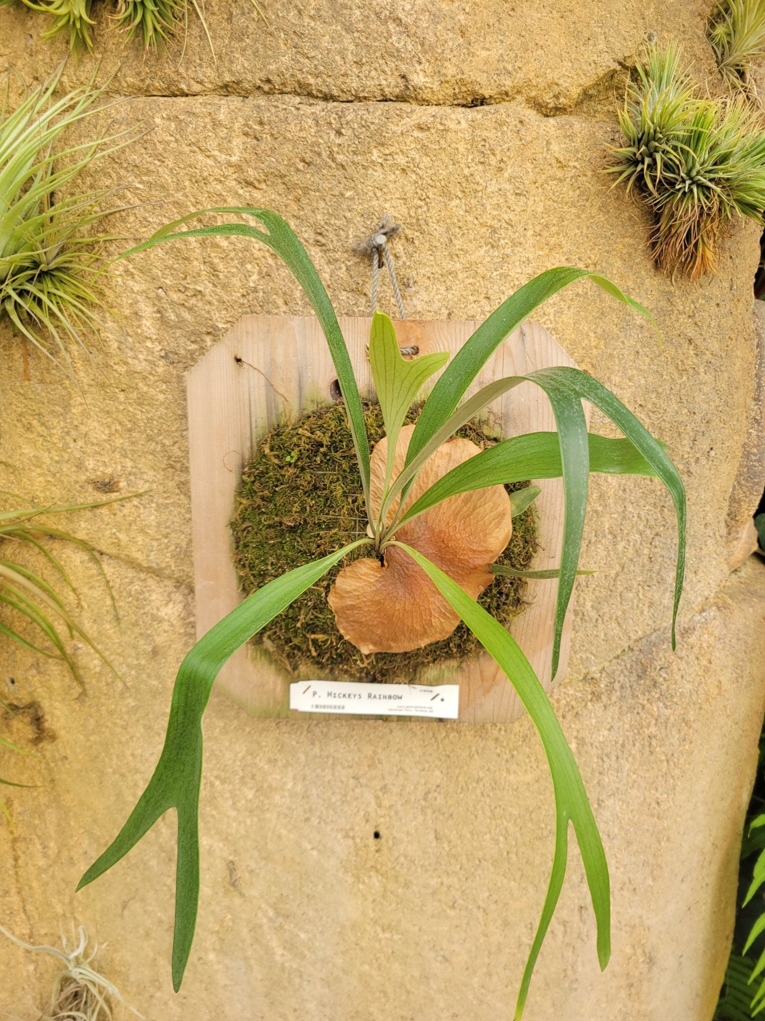 Platycerium bifurcatum 'Mickey's Rainbow' (Staghorn fern) - Rainforest Flora