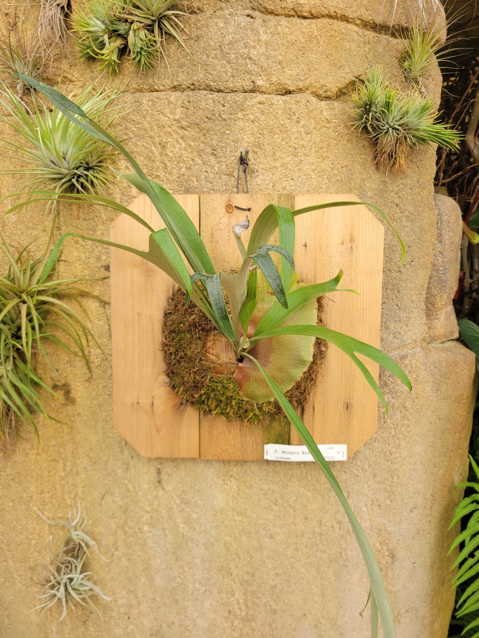 staghorn fern air plant Platycerium bifurcatum 'Mickey's Rainbow' (Staghorn fern)