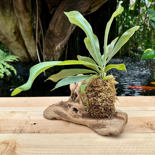 Platycerium bifurcatum ‘Netherlands’ Mounted on Grapewood (Staghorn Fern) - Rainforest Flora