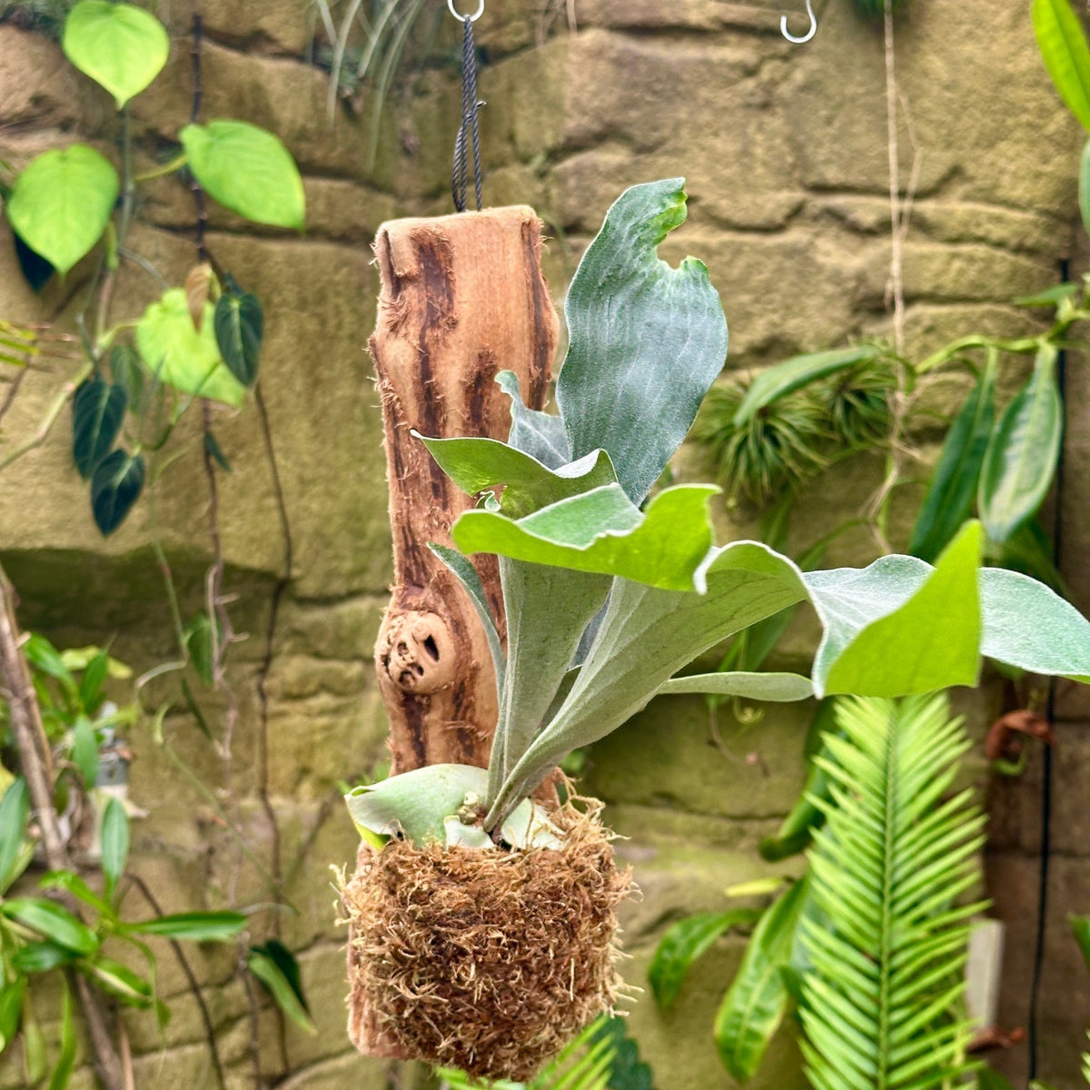 Platycerium bifurcatum ‘Netherlands’ Mounted on Grapewood (Staghorn Fern) - Rainforest Flora