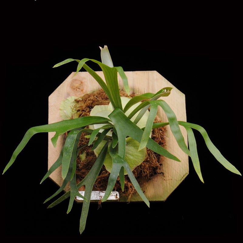 Platycerium bifurcatum (Staghorn fern) - Rainforest Flora