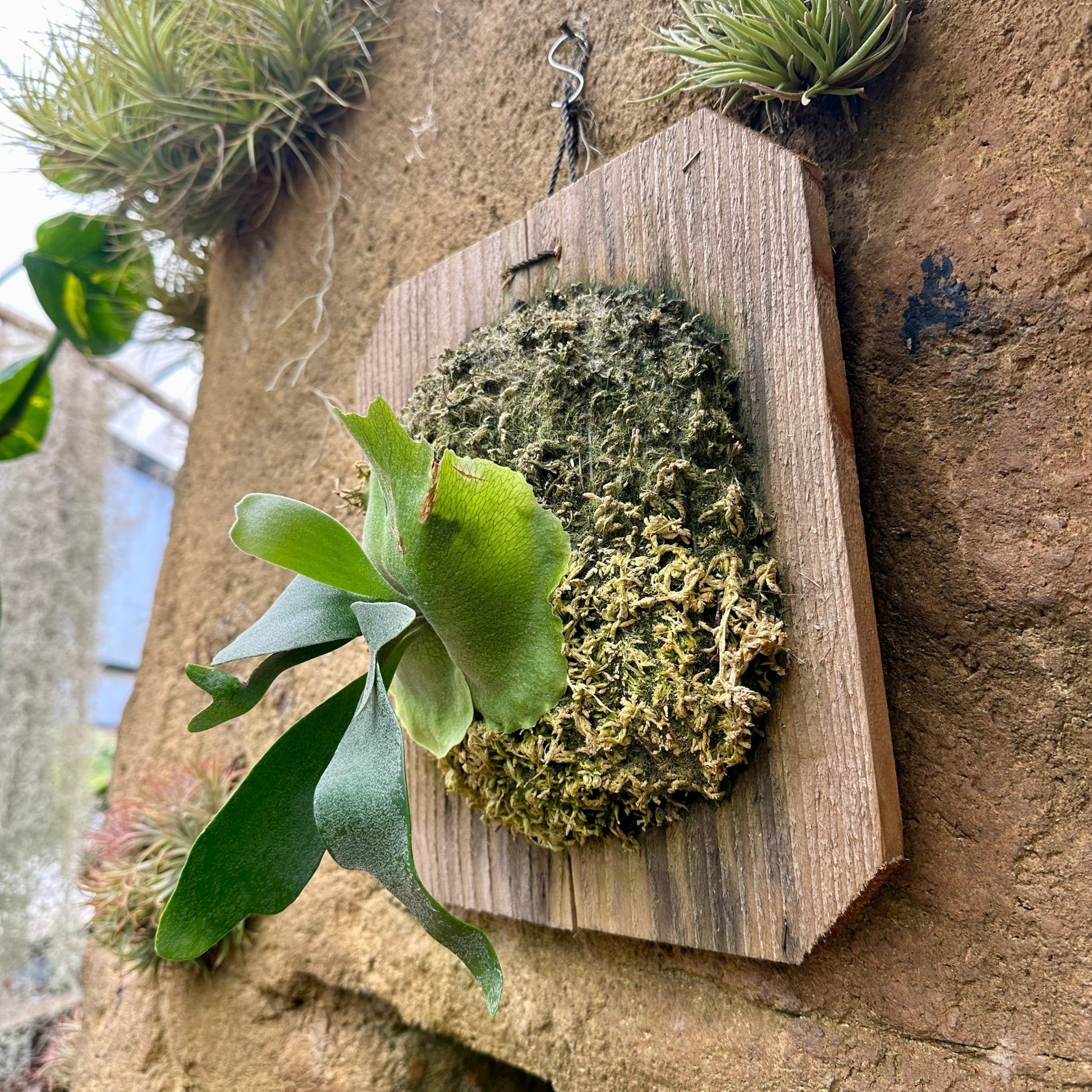 Platycerium 'Foong SiQi' (Staghorn fern) - Rainforest Flora