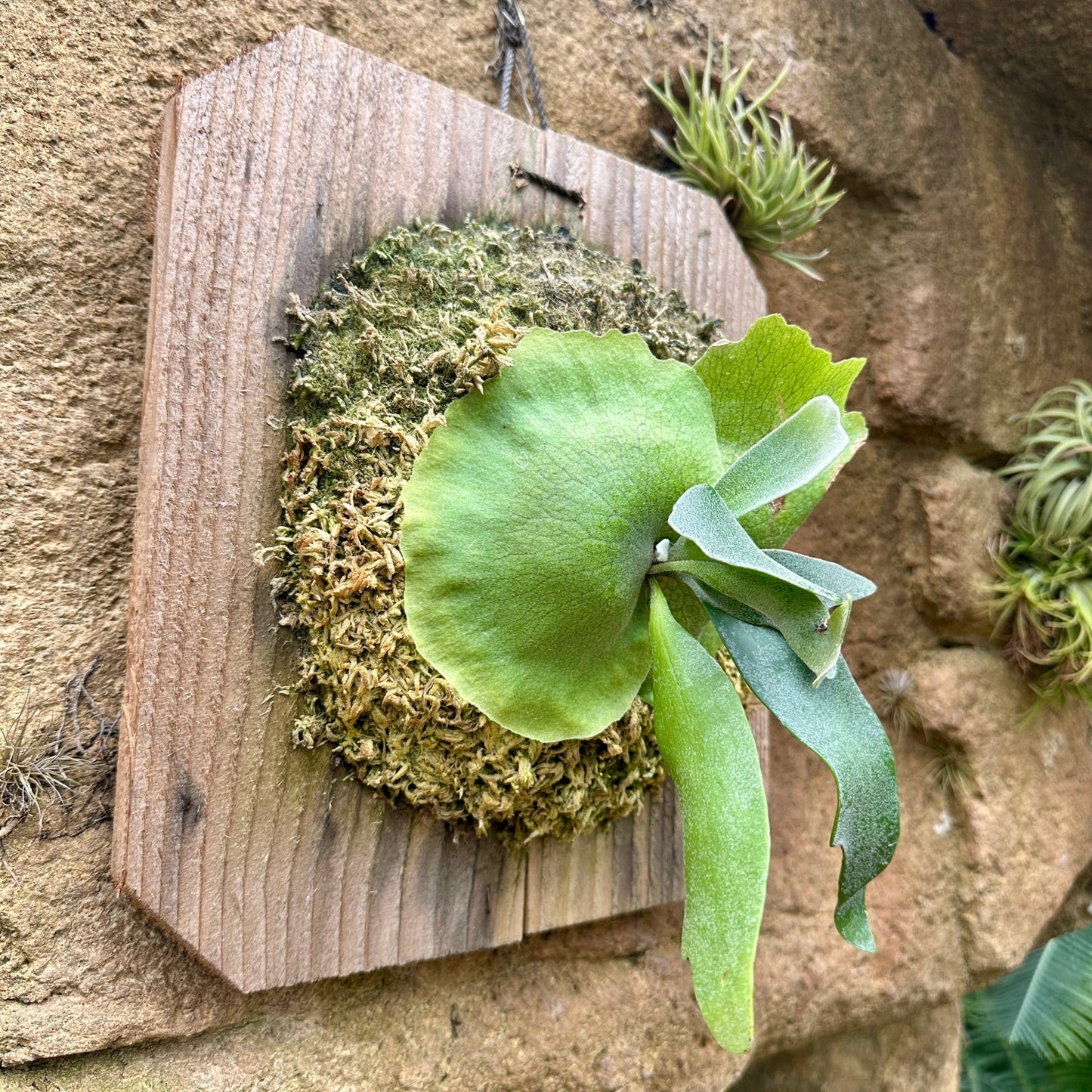 Platycerium 'Foong SiQi' (Staghorn fern) - Rainforest Flora