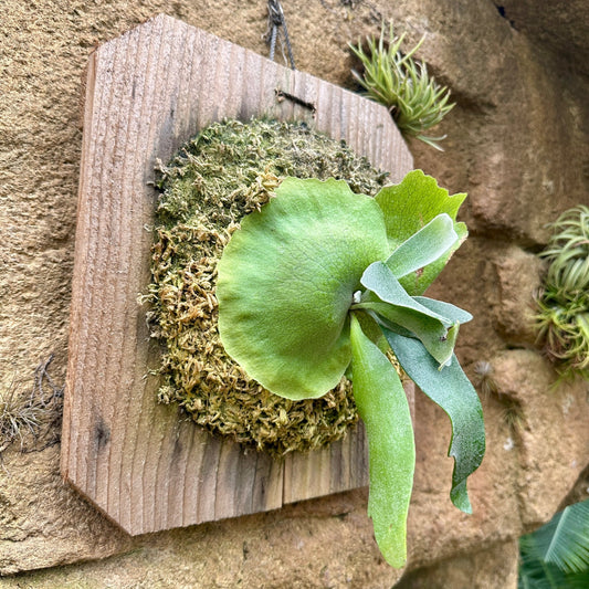 Platycerium 'Foong SiQi' (Staghorn fern) - Rainforest Flora
