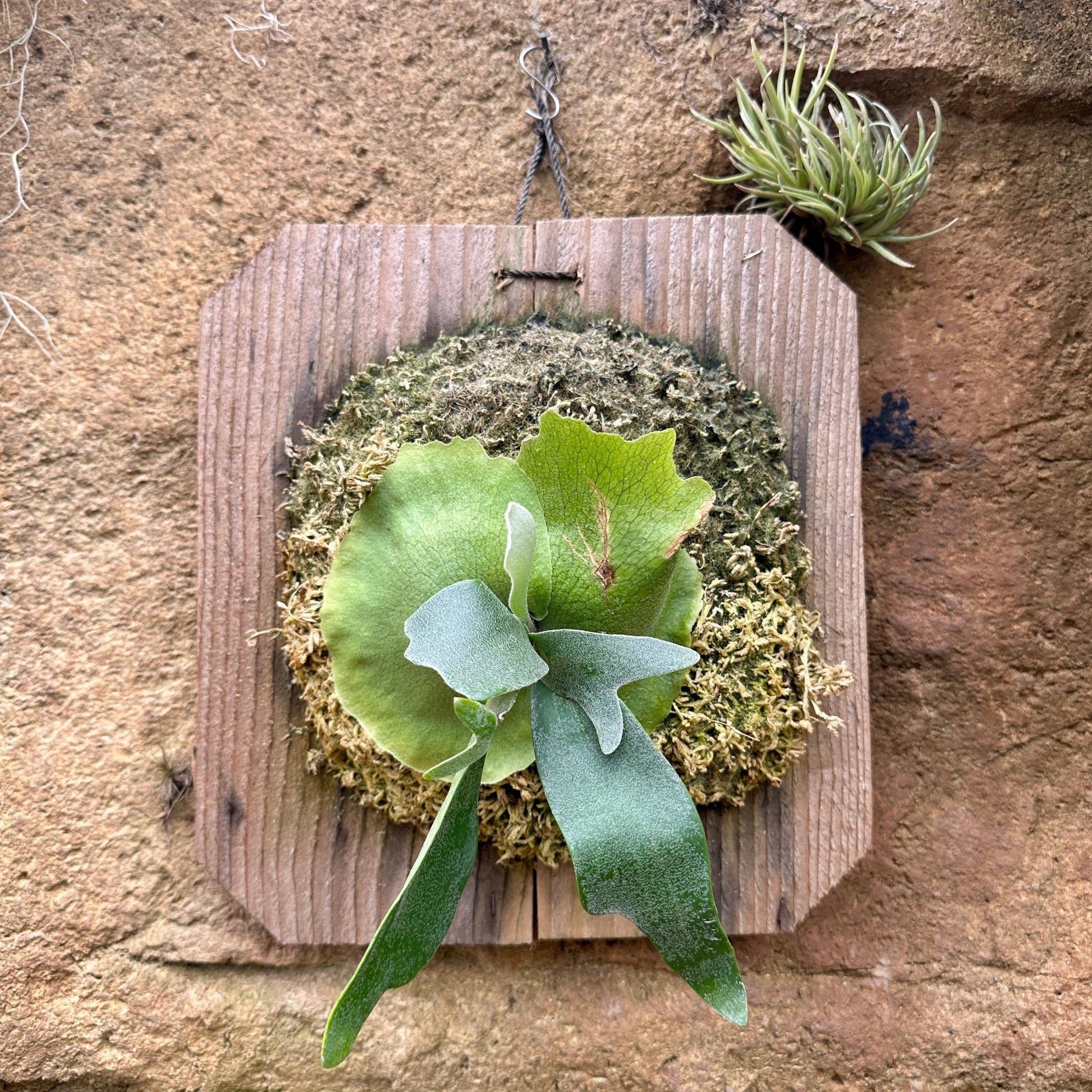 Platycerium 'Foong SiQi' (Staghorn fern) - Rainforest Flora