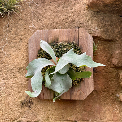 Platycerium 'Geisha' (Staghorn fern) - Rainforest Flora