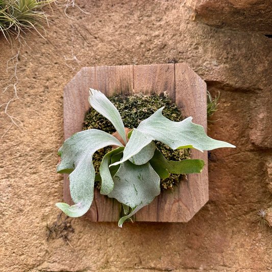 Platycerium 'Geisha' (Staghorn fern) - Rainforest Flora