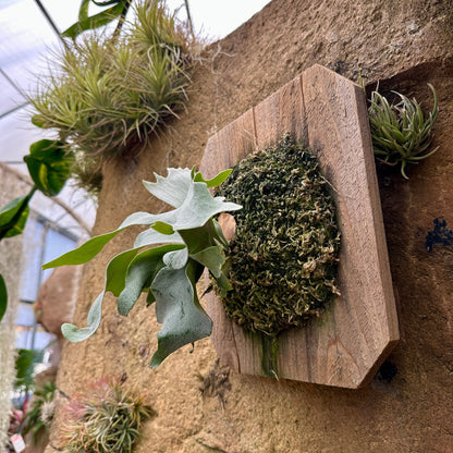 Platycerium 'Geisha' (Staghorn fern) - Rainforest Flora