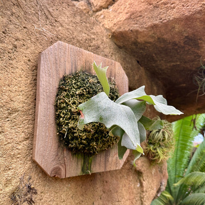 Platycerium 'Geisha' (Staghorn fern) - Rainforest Flora