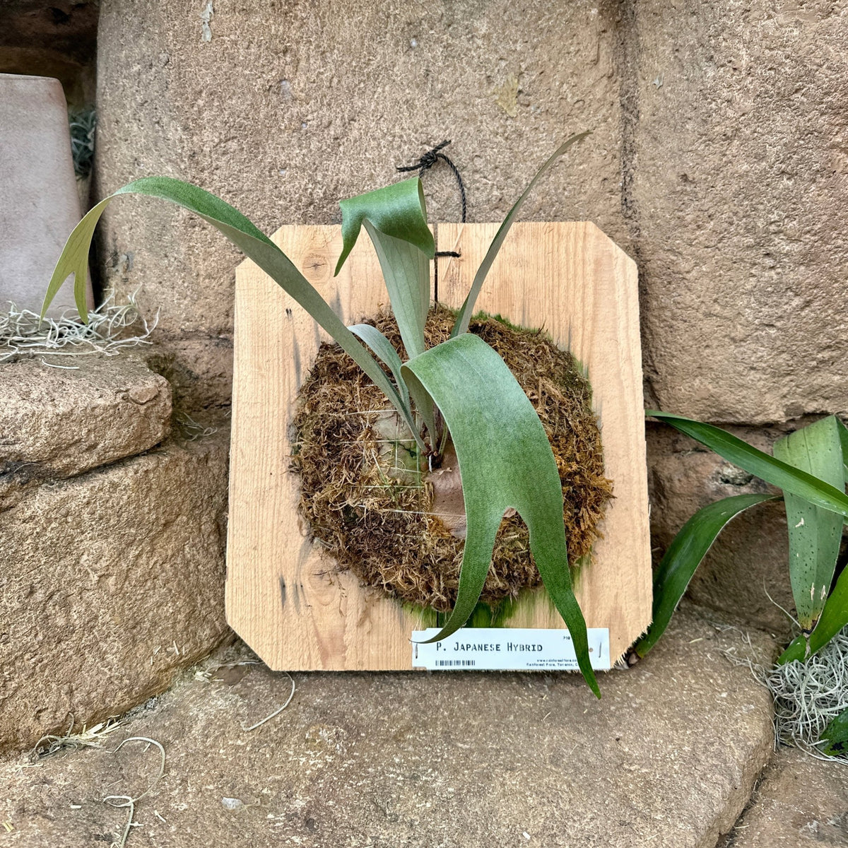 Platycerium ‘Japanese Hybrid’ (Staghorn fern) - Rainforest Flora