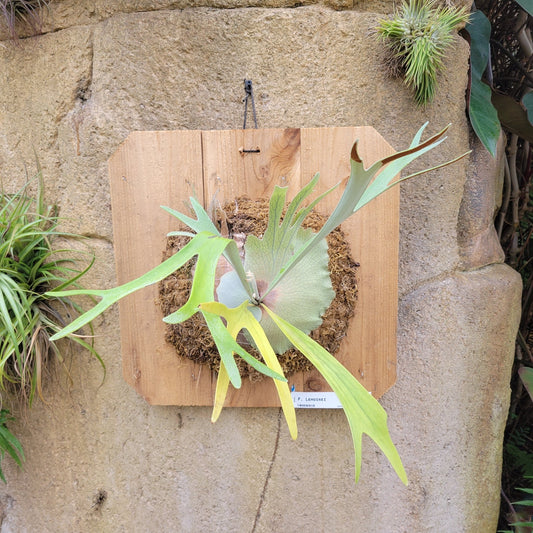 Platycerium 'Lemoinei' - Rainforest Flora