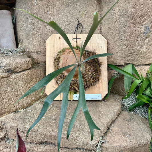 Platycerium ‘Pumila’ (Staghorn fern) - Rainforest Flora