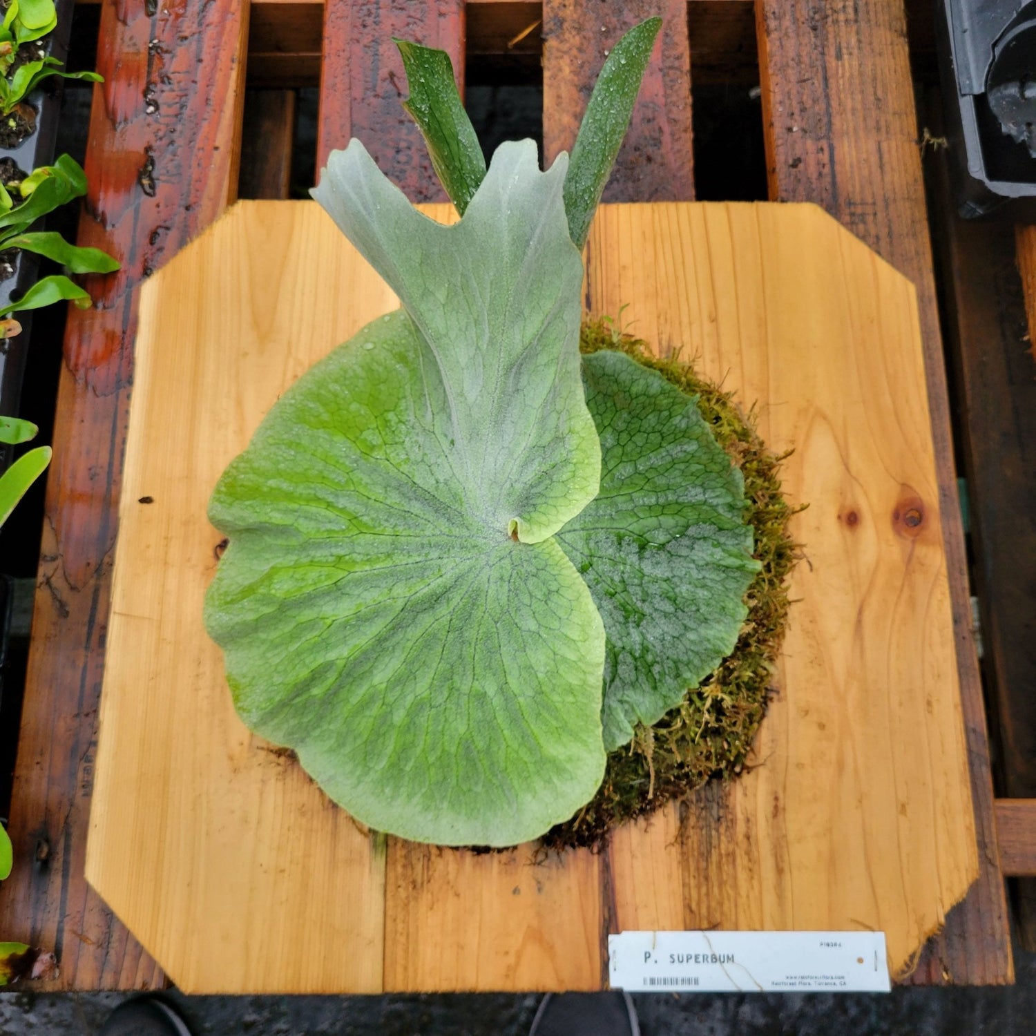 Platycerium superbum (Staghorn fern) - Rainforest Flora