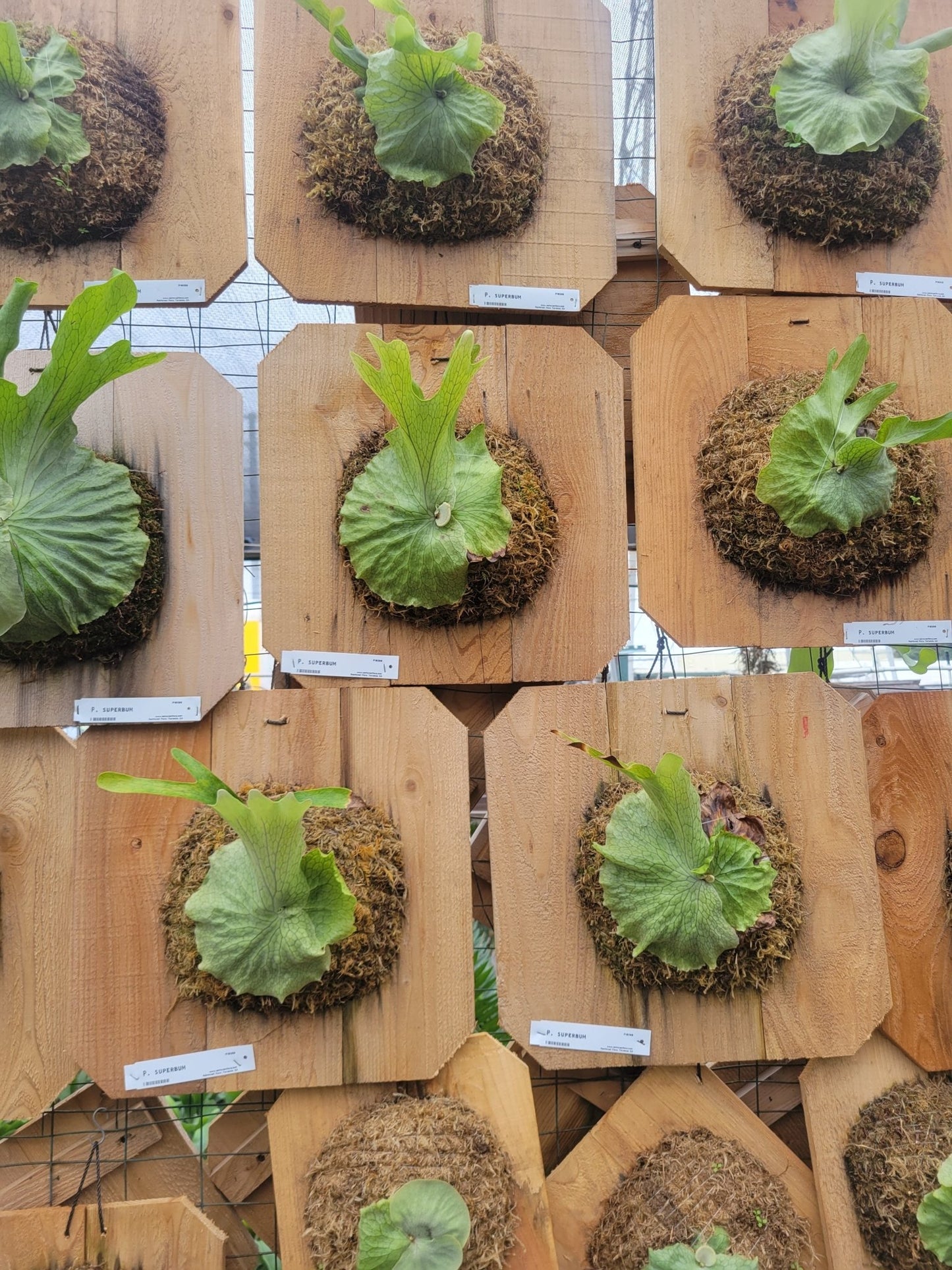 Platycerium superbum (Staghorn fern) - Rainforest Flora
