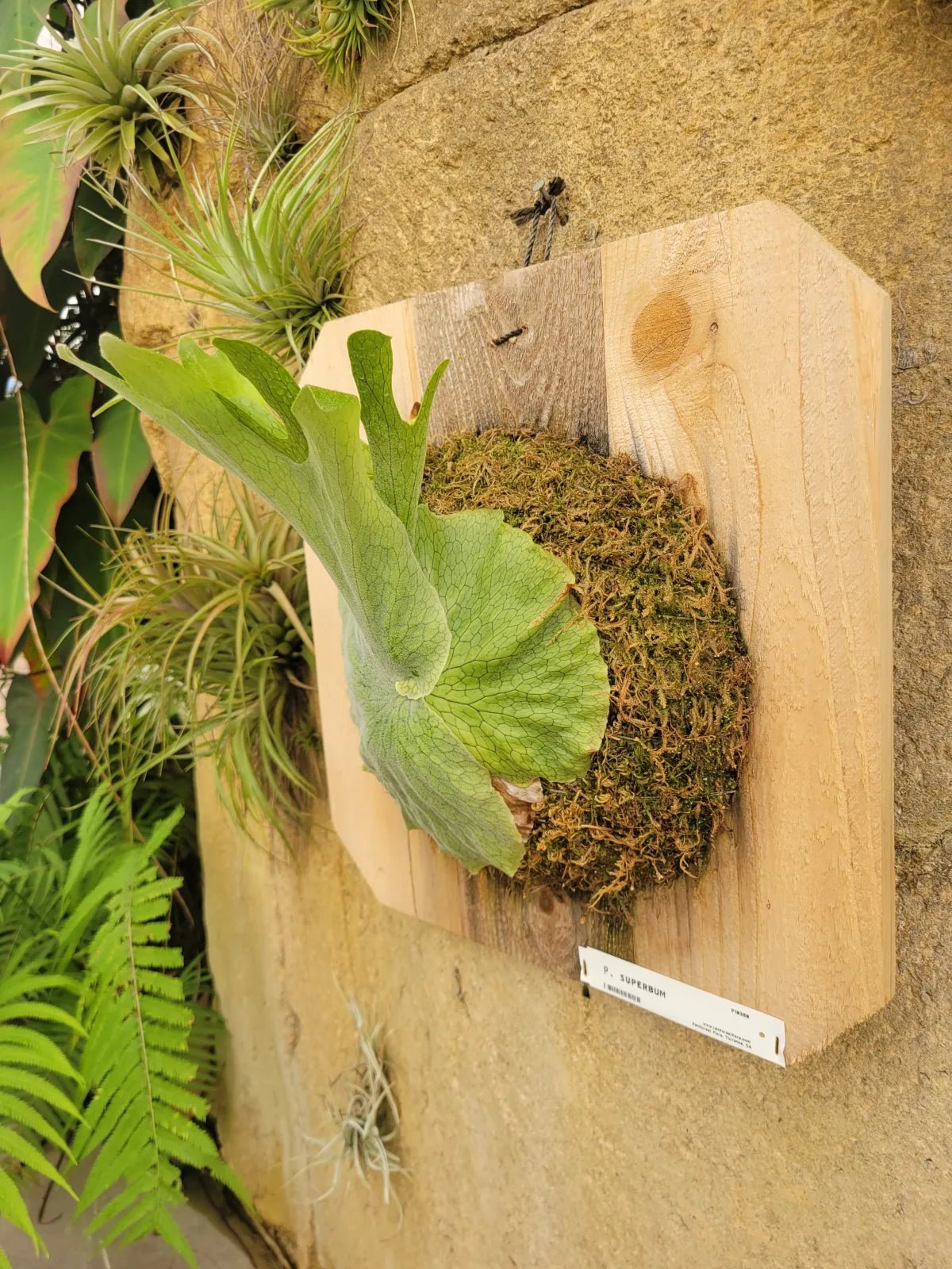 Platycerium superbum (Staghorn fern) - Rainforest Flora