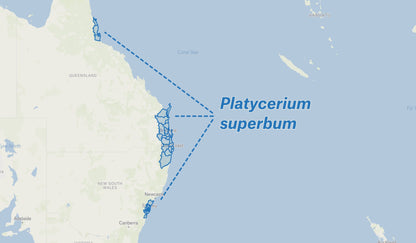 Platycerium superbum (Staghorn fern) - Rainforest Flora