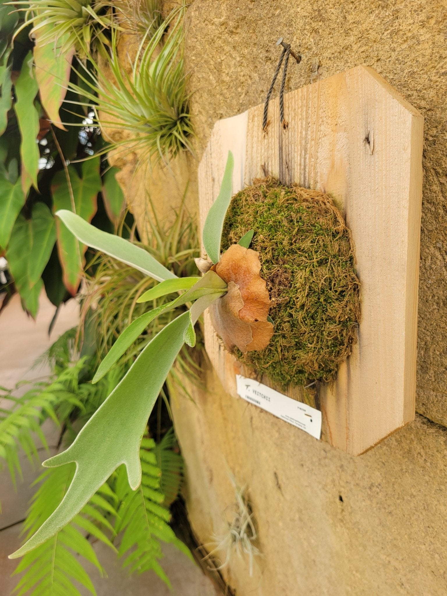 Platycerium veitchii (Staghorn fern) - Rainforest Flora