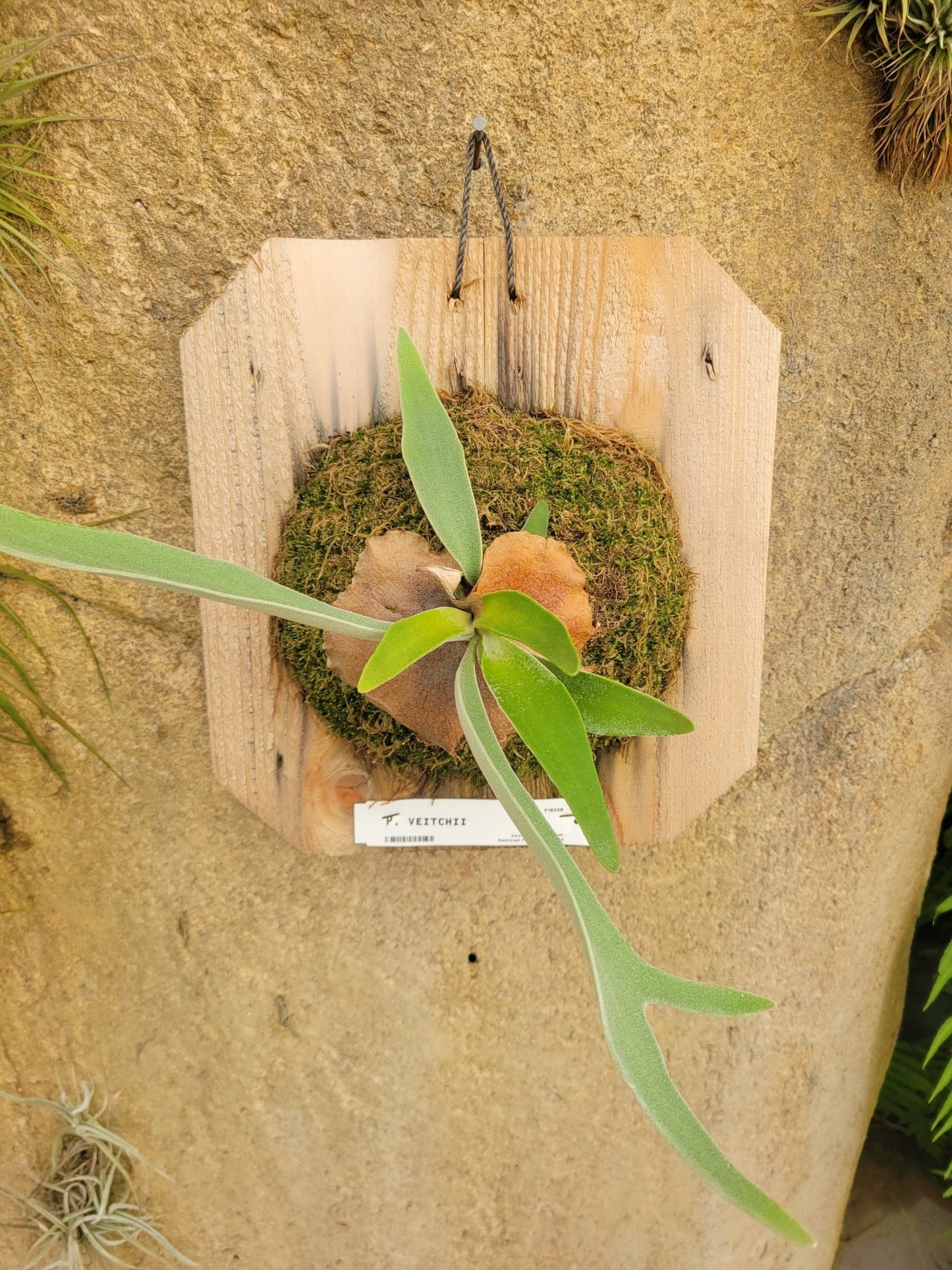 Platycerium veitchii (Staghorn fern) - Rainforest Flora