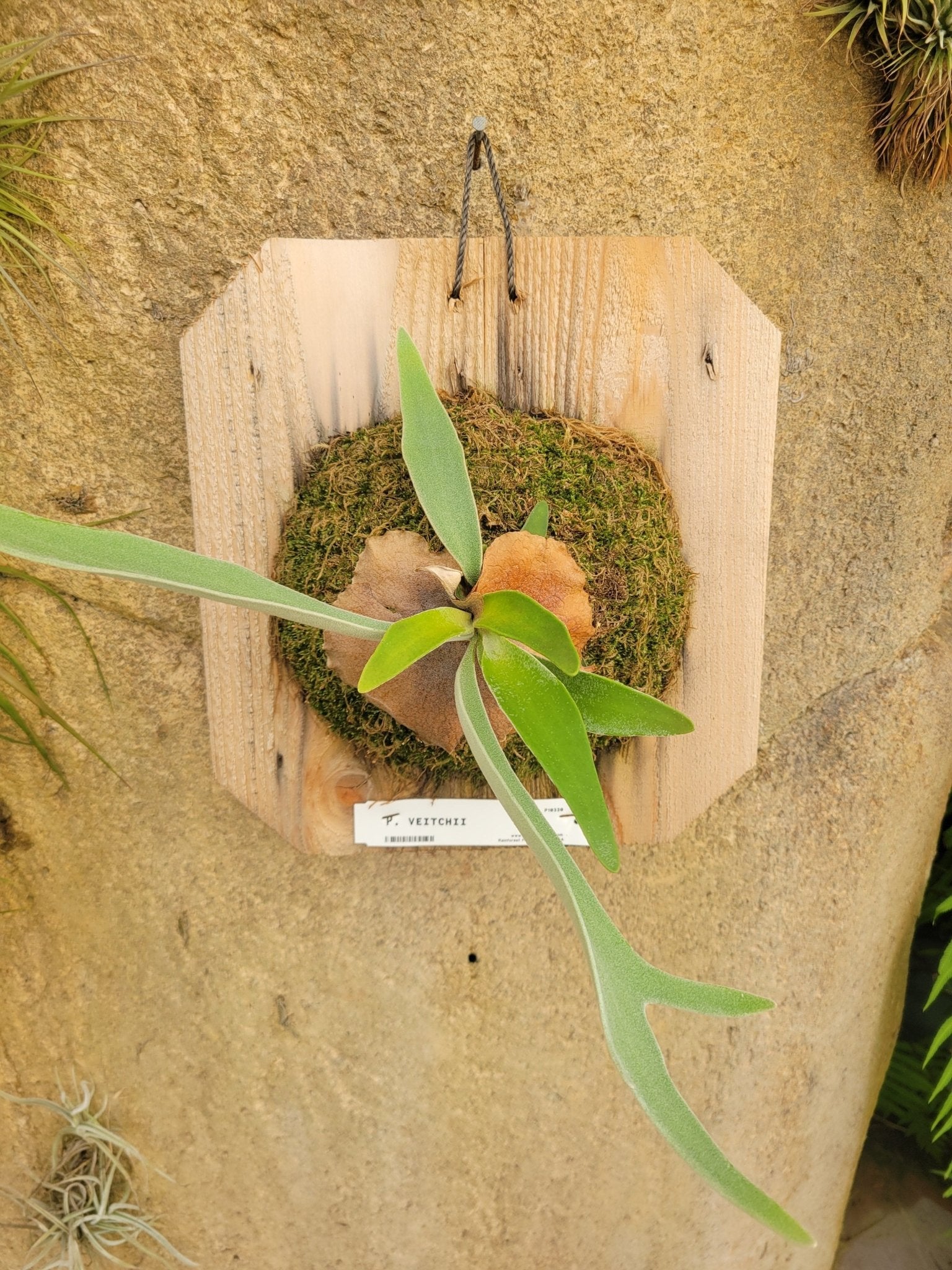 Platycerium veitchii (Staghorn fern) - Rainforest Flora