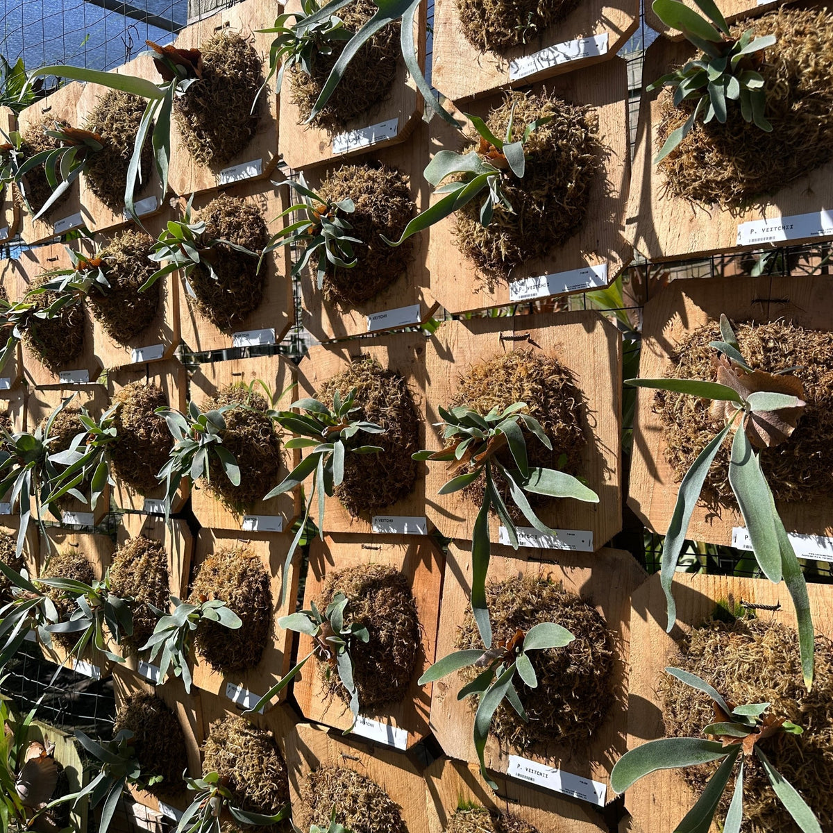 Platycerium veitchii (Staghorn fern) - Rainforest Flora