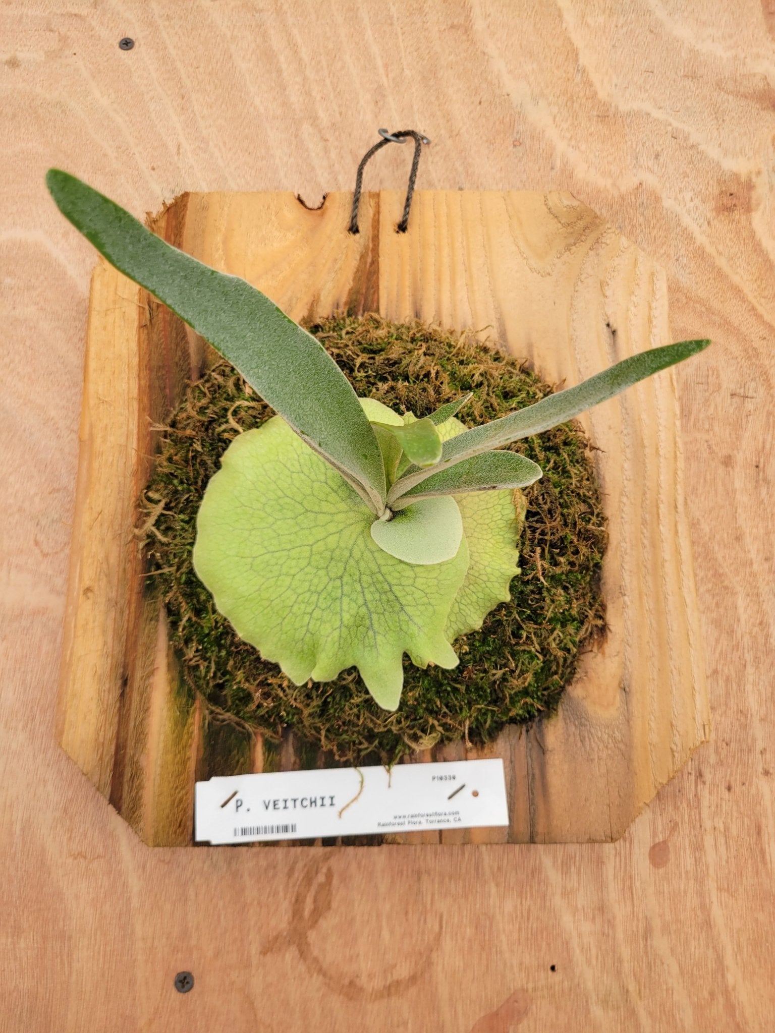 Platycerium veitchii (Staghorn fern) - Rainforest Flora