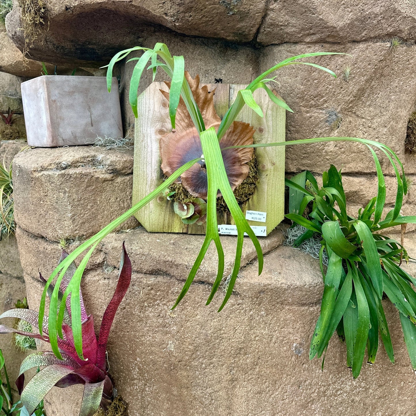 Platycerium ‘Walrusii’ (Staghorn fern) - Rainforest Flora