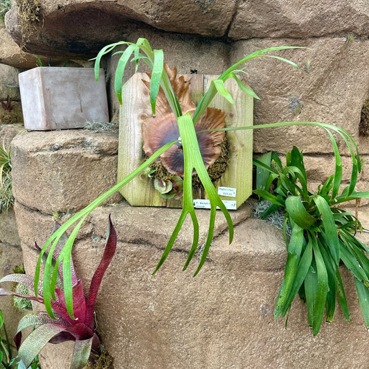 Platycerium ‘Walrusii’ (Staghorn fern) - Rainforest Flora