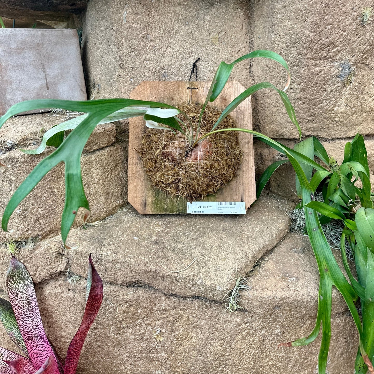 Platycerium ‘Walrusii’ (Staghorn fern) - Rainforest Flora