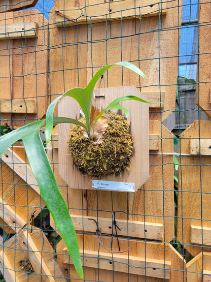 Platycerium willinckii 'Payton' (Staghorn fern) - Rainforest Flora