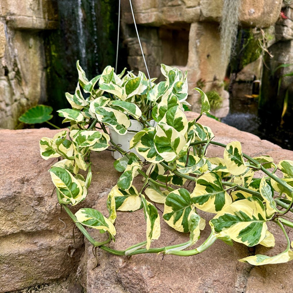 Pothos N’Joy - Rainforest Flora