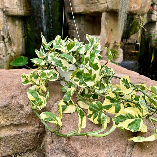 Pothos N’Joy - Rainforest Flora