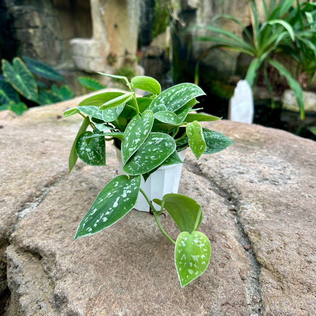 Pothos Picta - Satin - Rainforest Flora