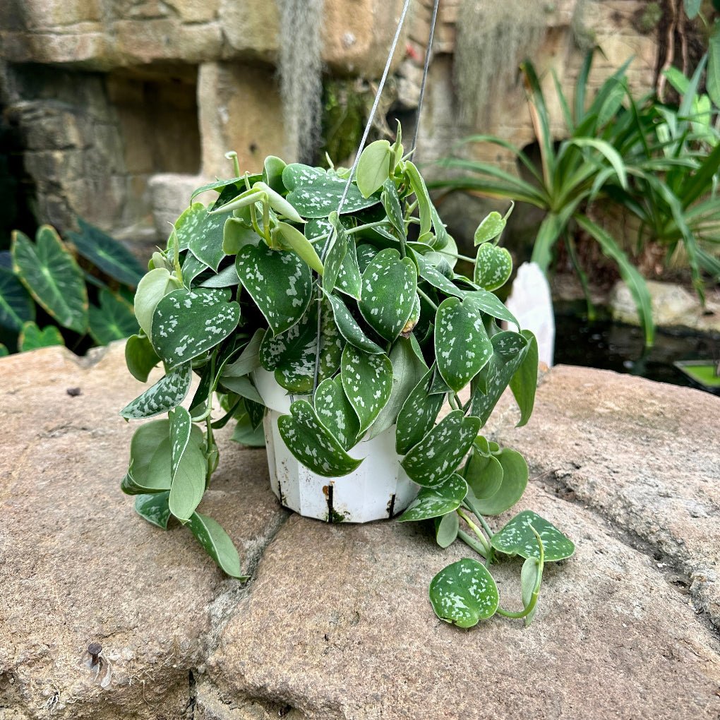 Pothos Picta - Satin - Rainforest Flora