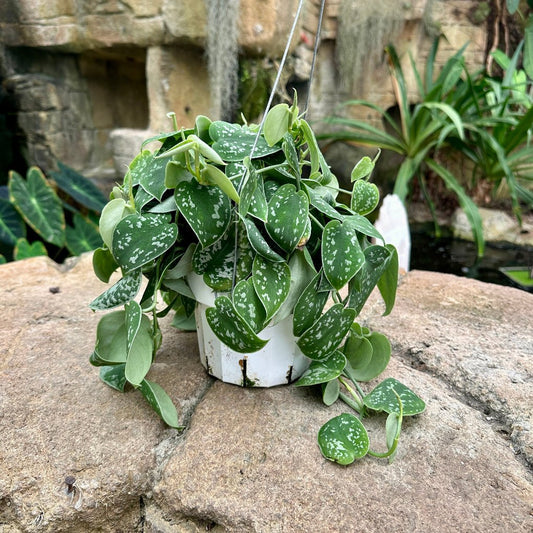 Pothos Picta - Satin - Rainforest Flora