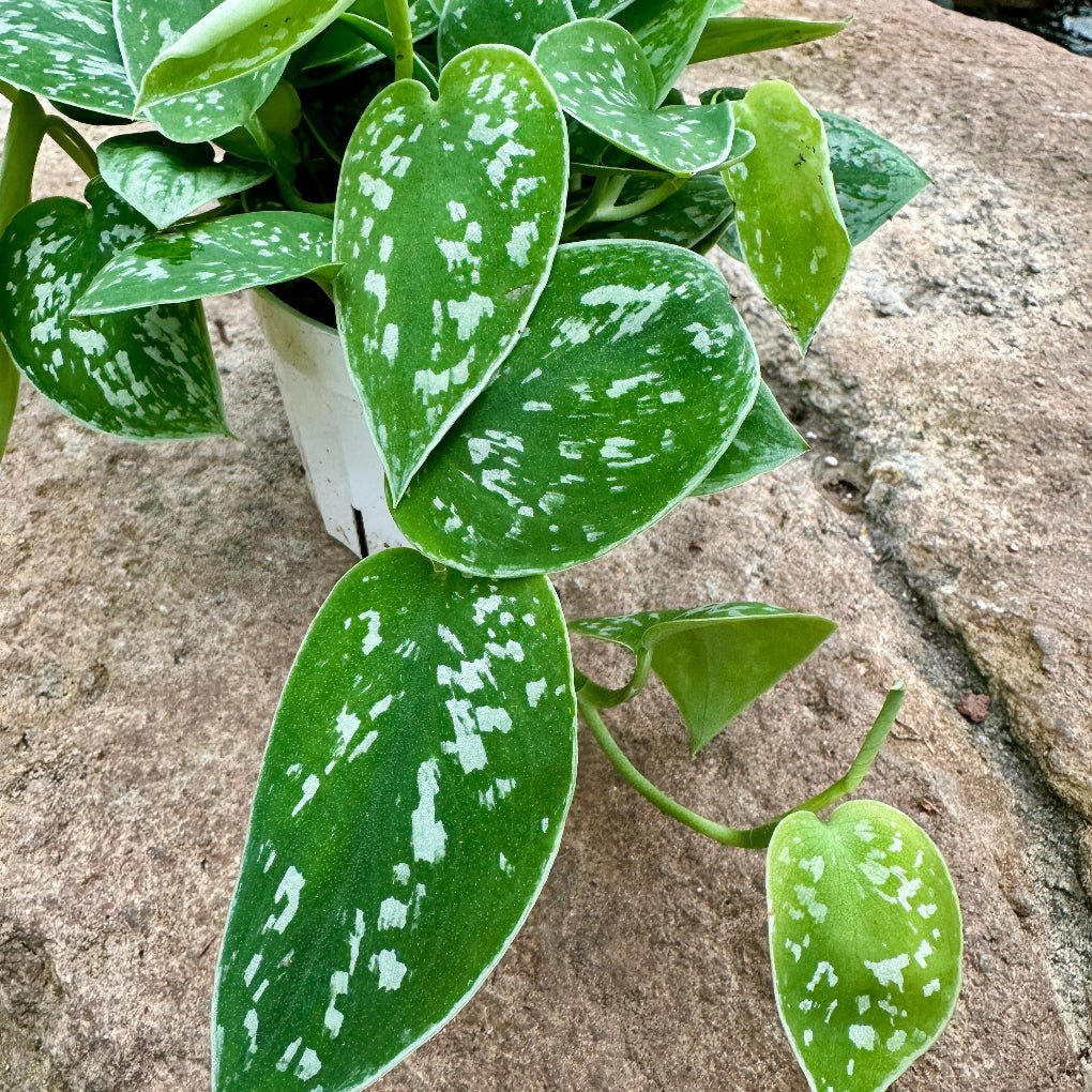 Pothos Picta - Satin - Rainforest Flora