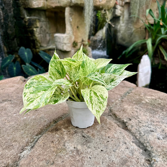 Pothos ‘Snow Queen’ - Rainforest Flora