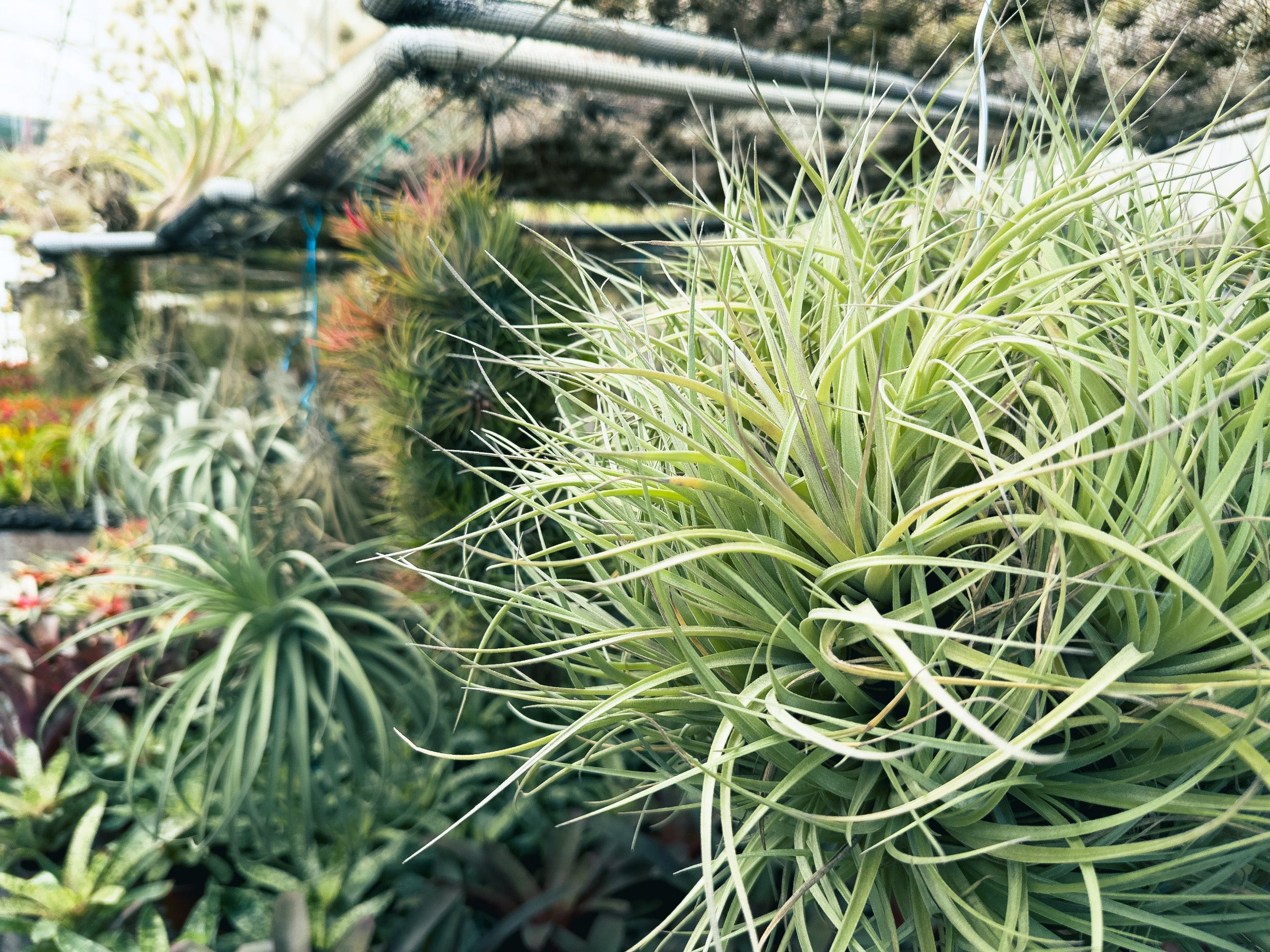 A photograph of a large Tillandsia in a Rainforest Flora production greenhouse.