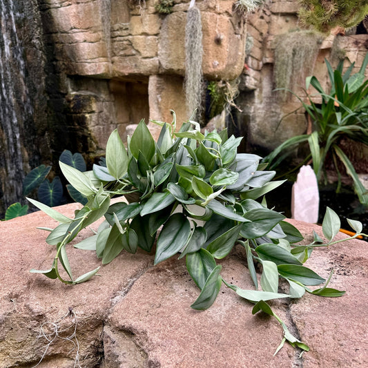 Scindapsus treubii ‘Moonlight’ - Rainforest Flora