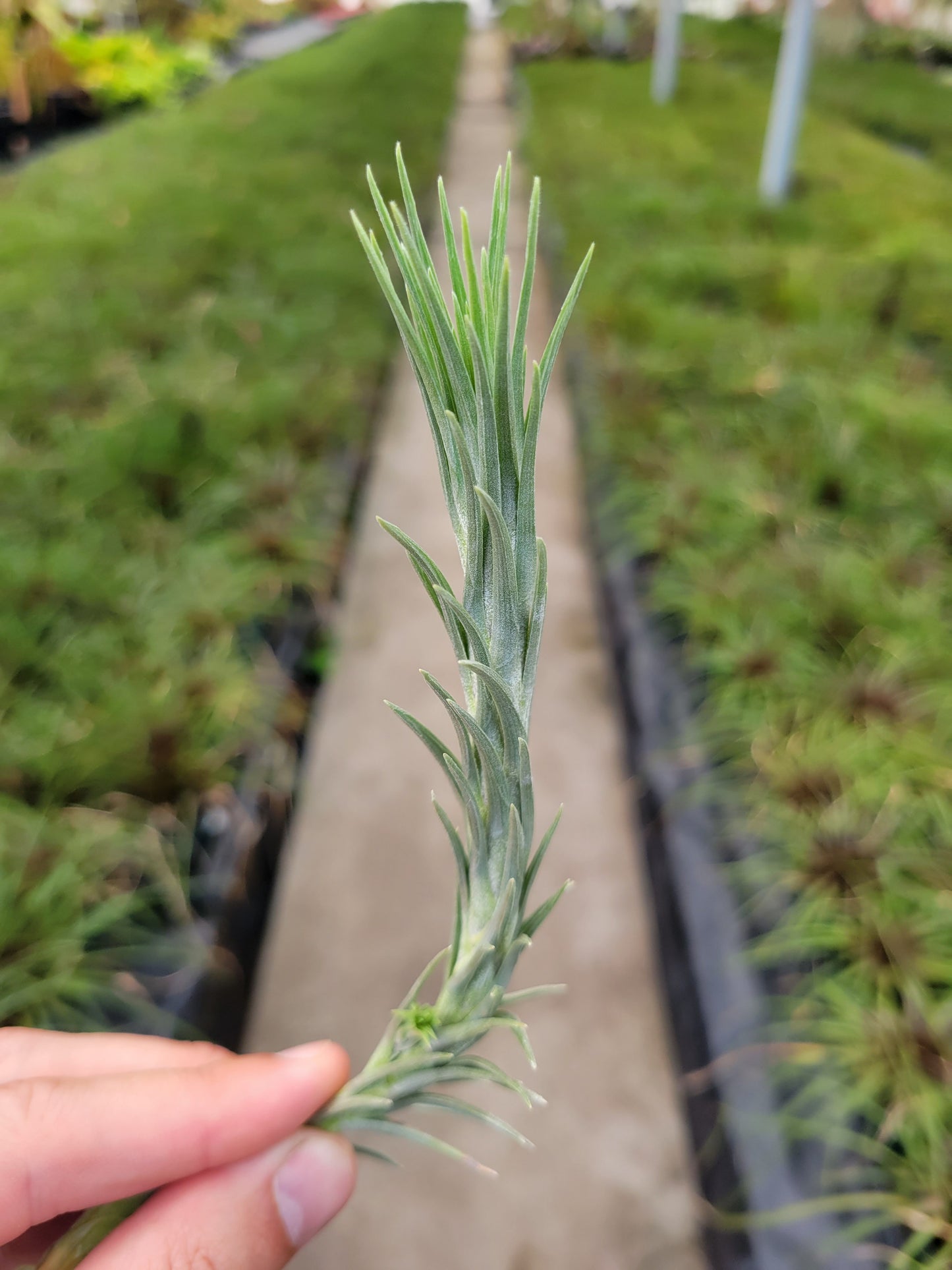 Tillandsia tenuifolia 'Silver Comb'