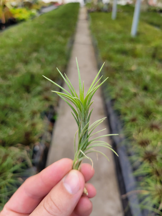 Tillandsia tenuifolia 'Silver Comb'